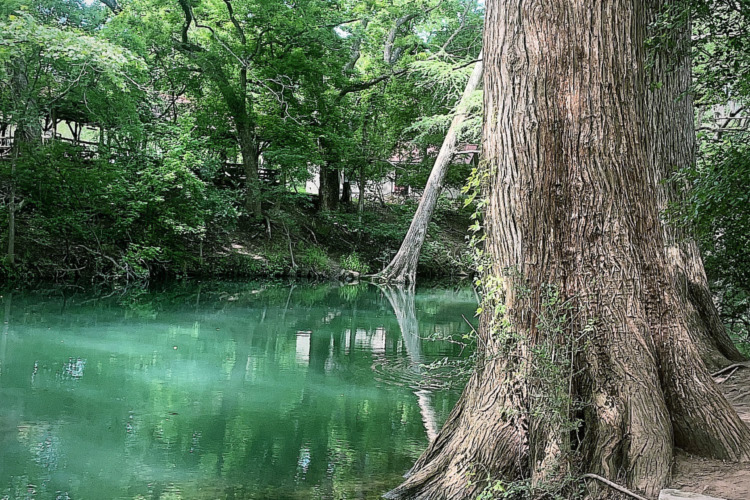 Wimberley Adoption Group Rescue