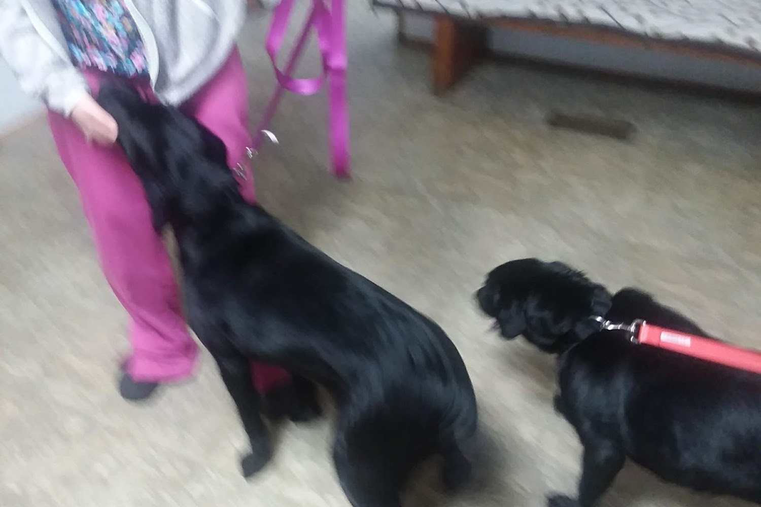 Animal Hospital of Emporia