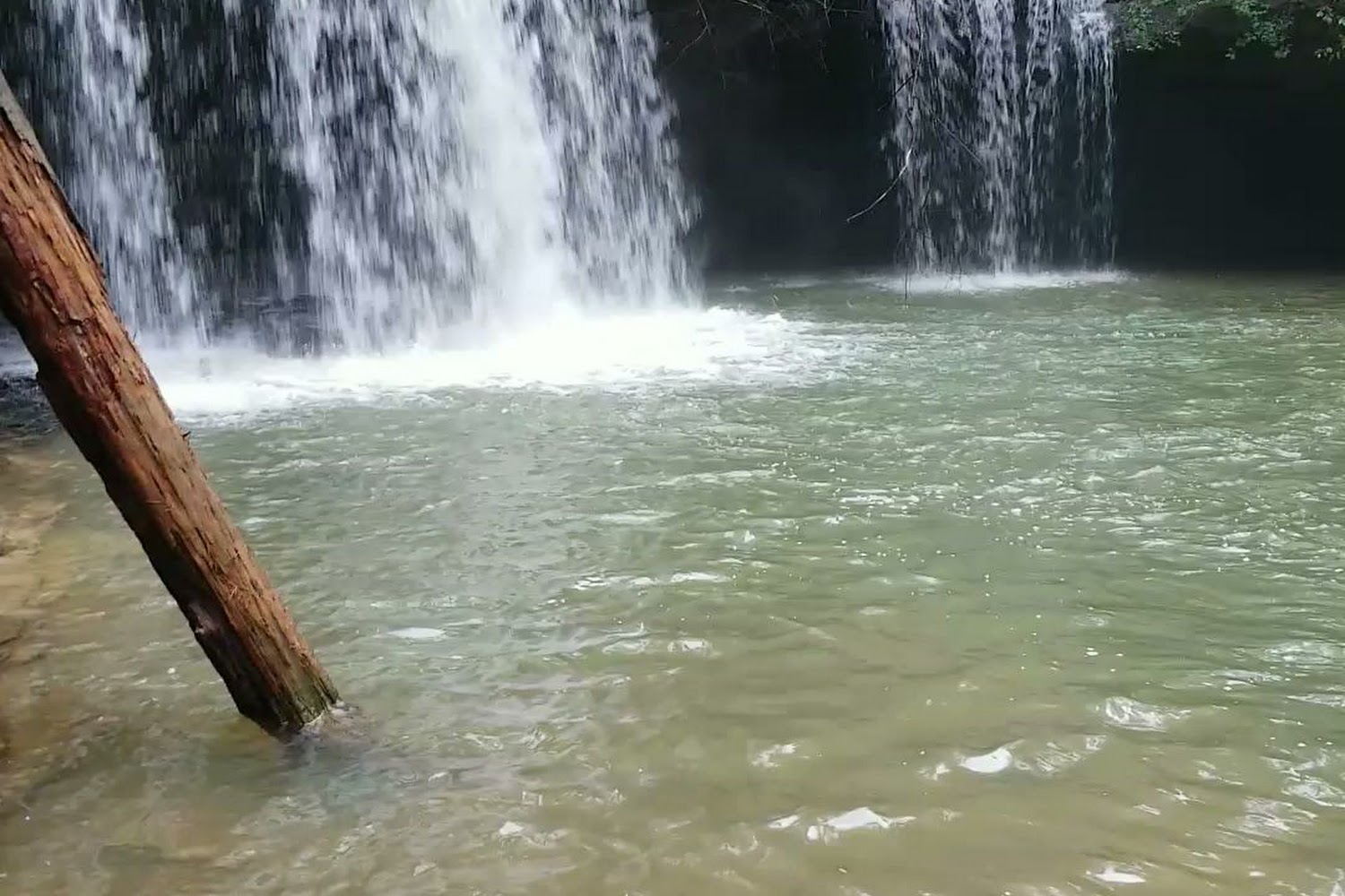 Animal Outreach of Fayette County