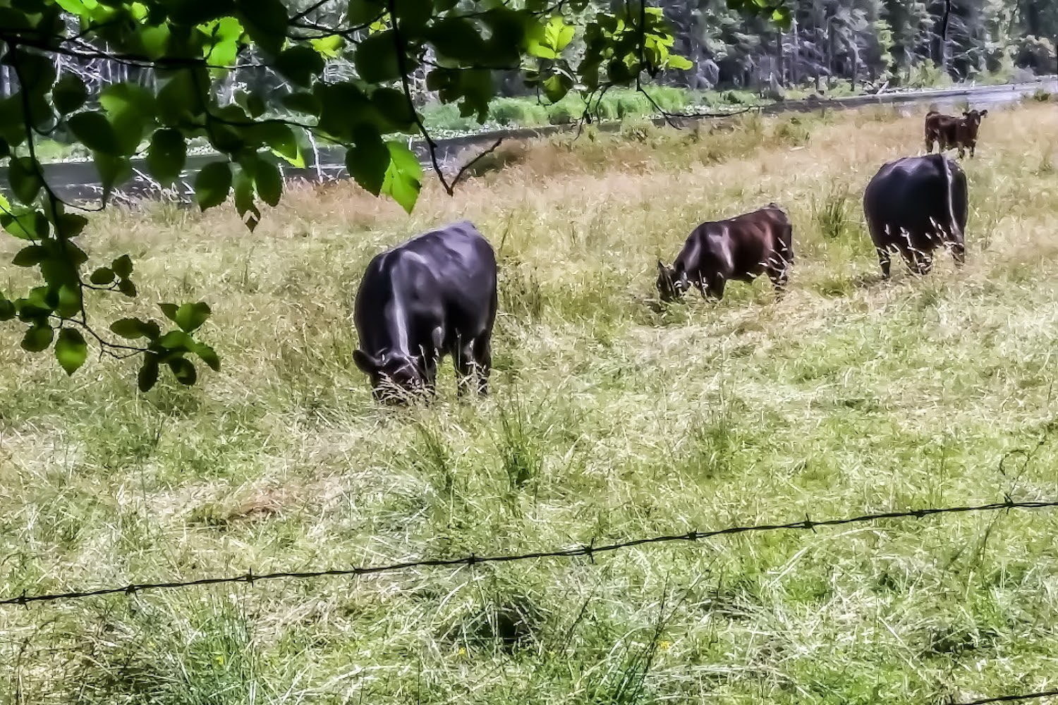 Harbor Hope Cat Rescue