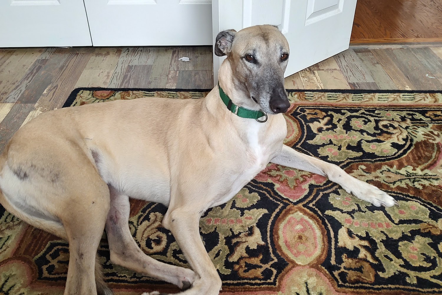 Greyhound Rescue, Inc.