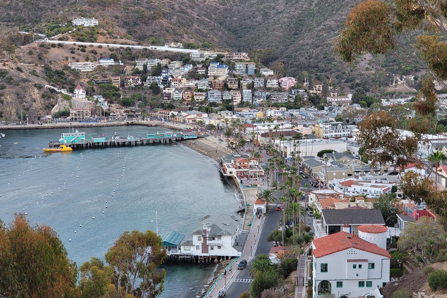 Avalon Humane Society