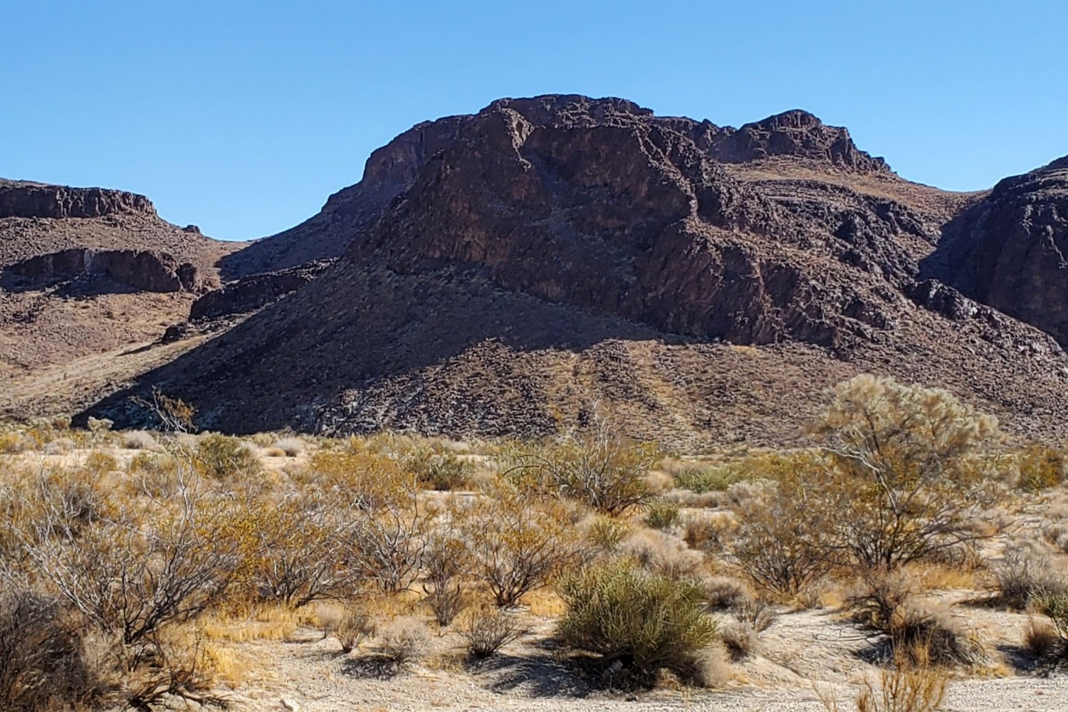 Morongo Basin Humane Society