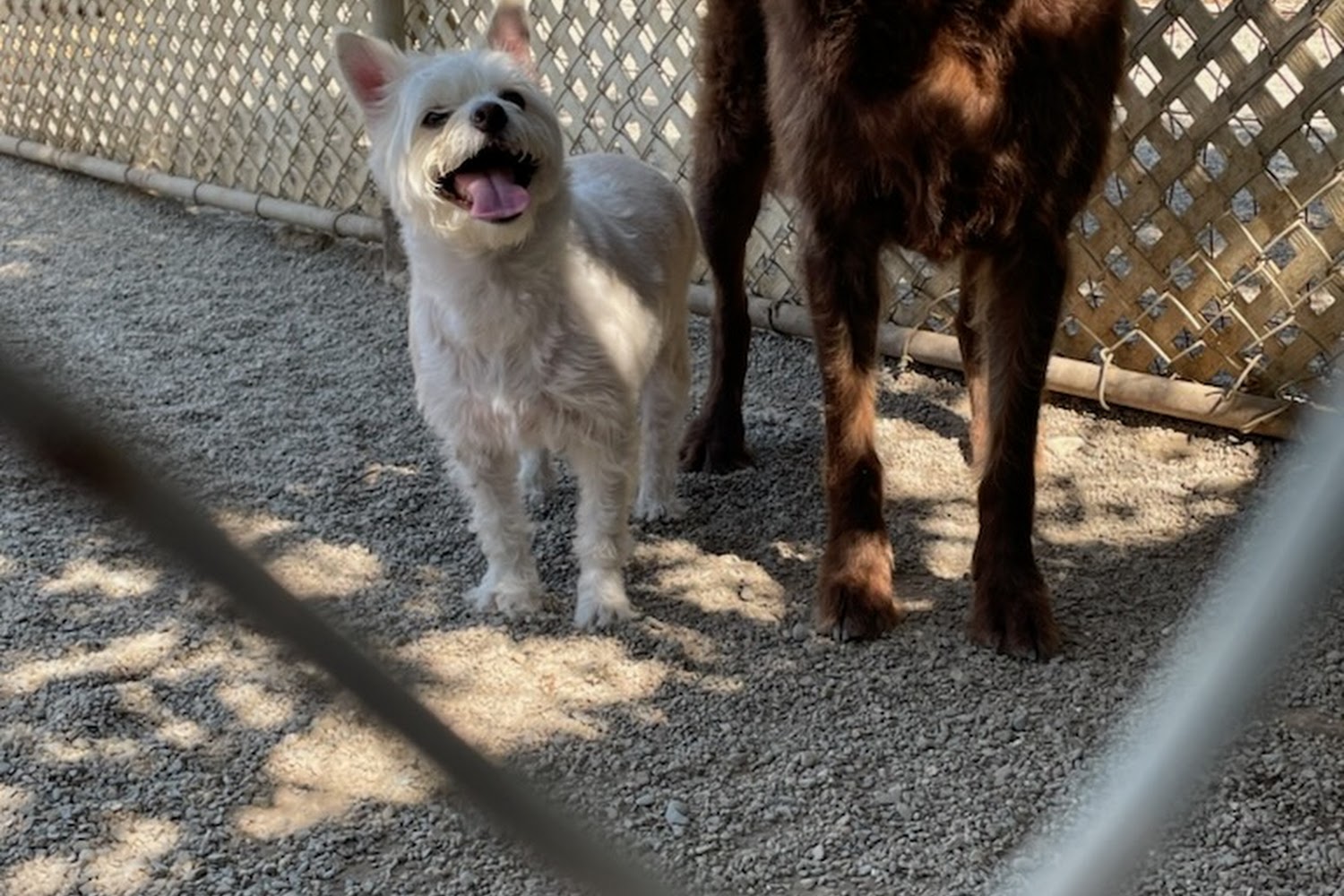 Patterson Animal Control