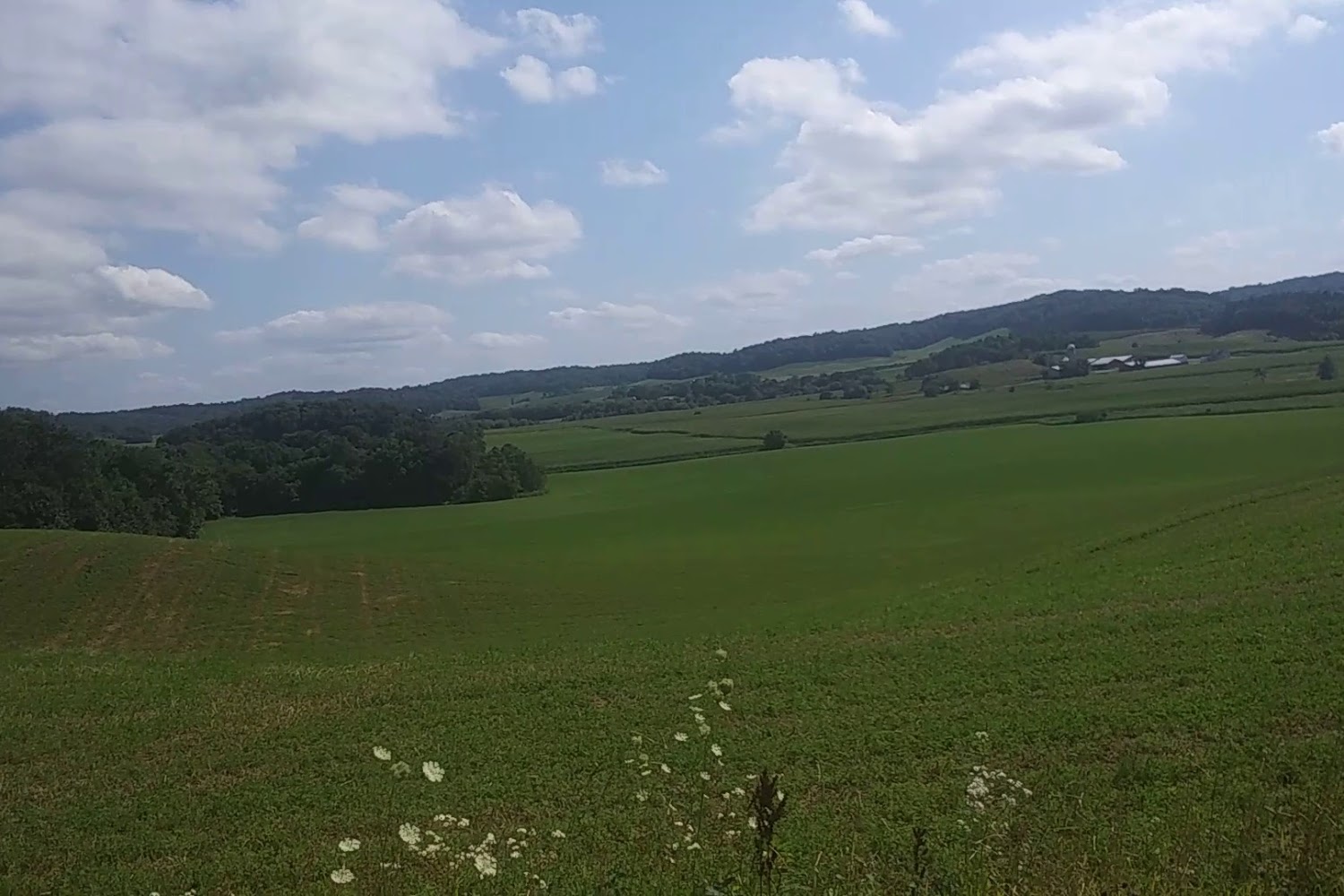 Mondovi Animal Control