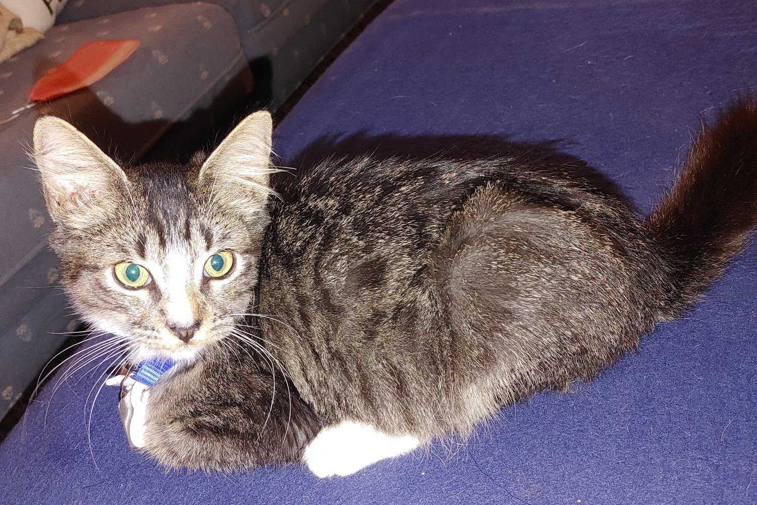 The Mobile County Animal Shelter