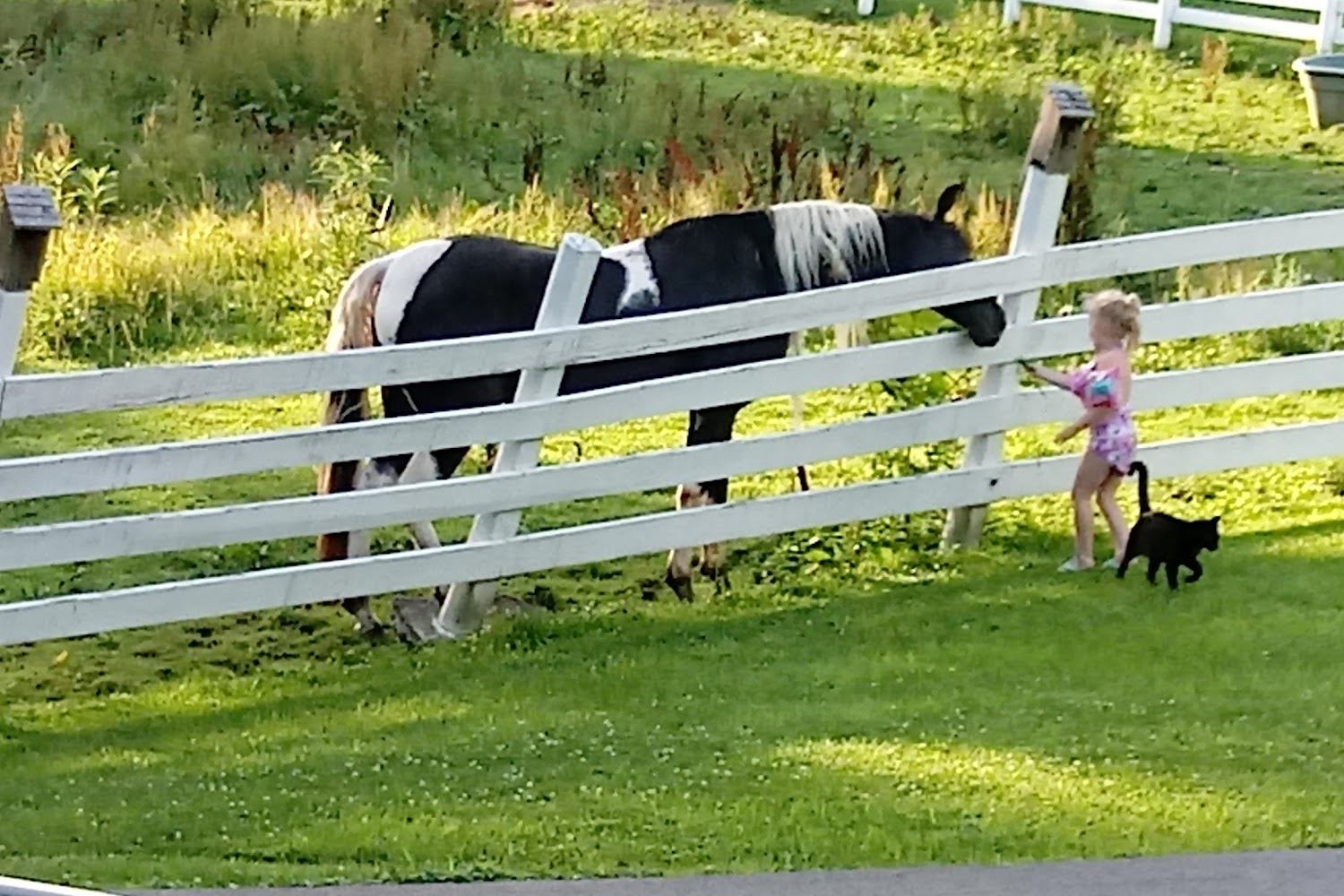 Sugar Bear Dog Cat Rescue