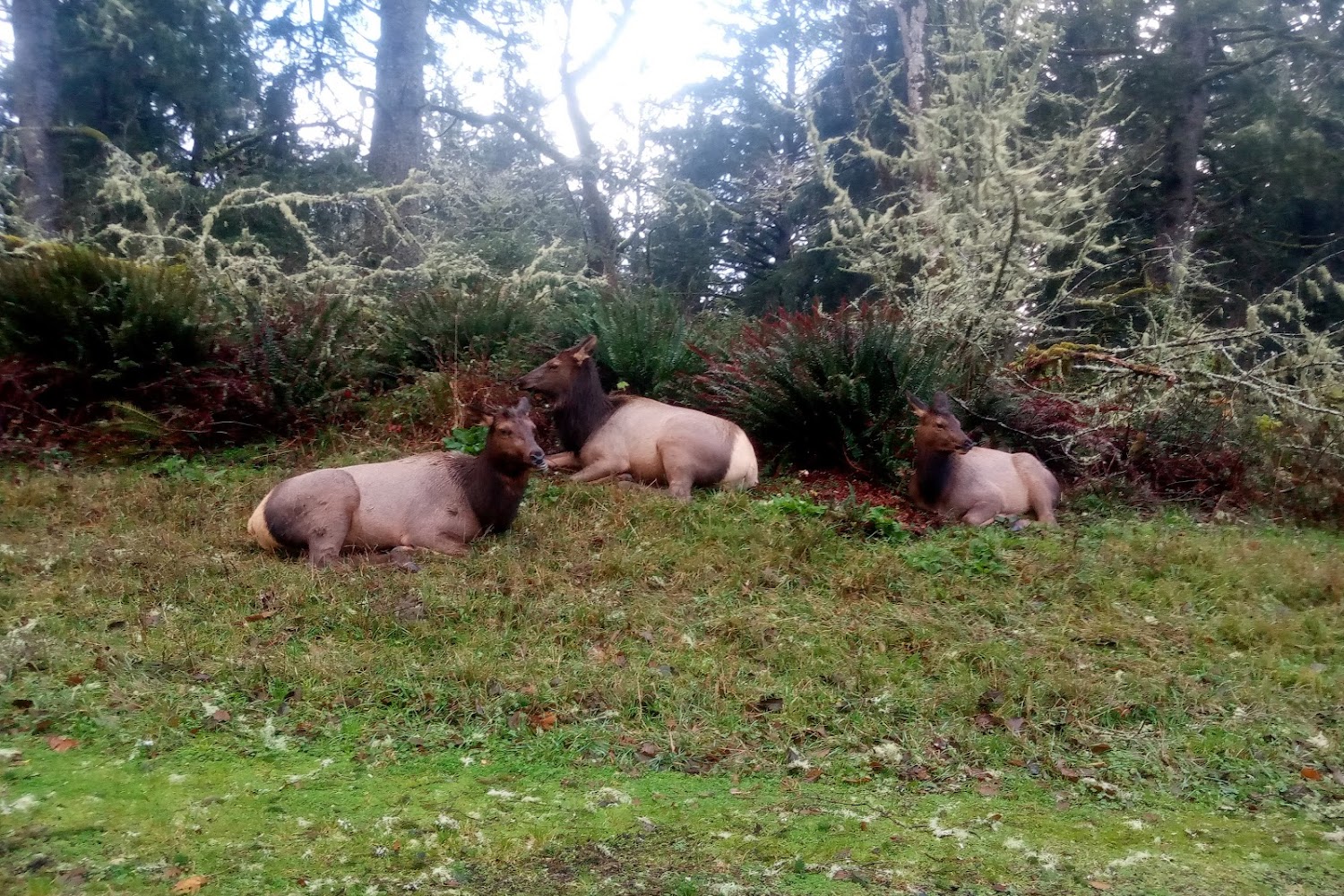 Clatsop Animal Assistance, Inc.