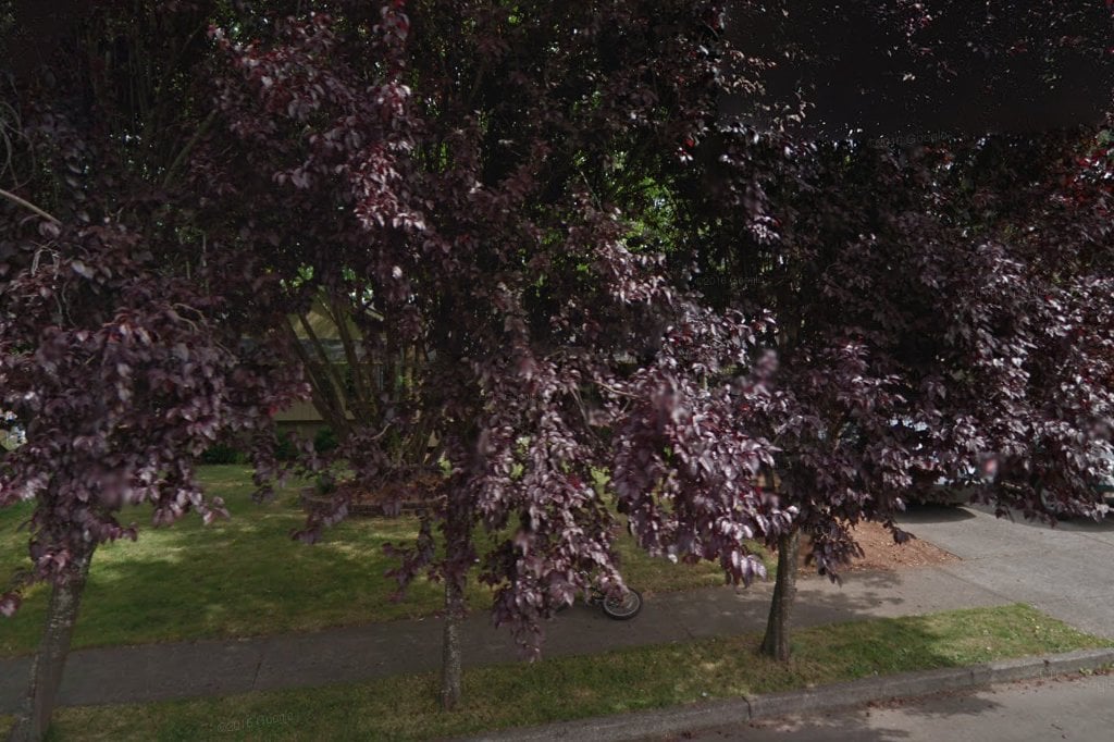 Second Chance Companions