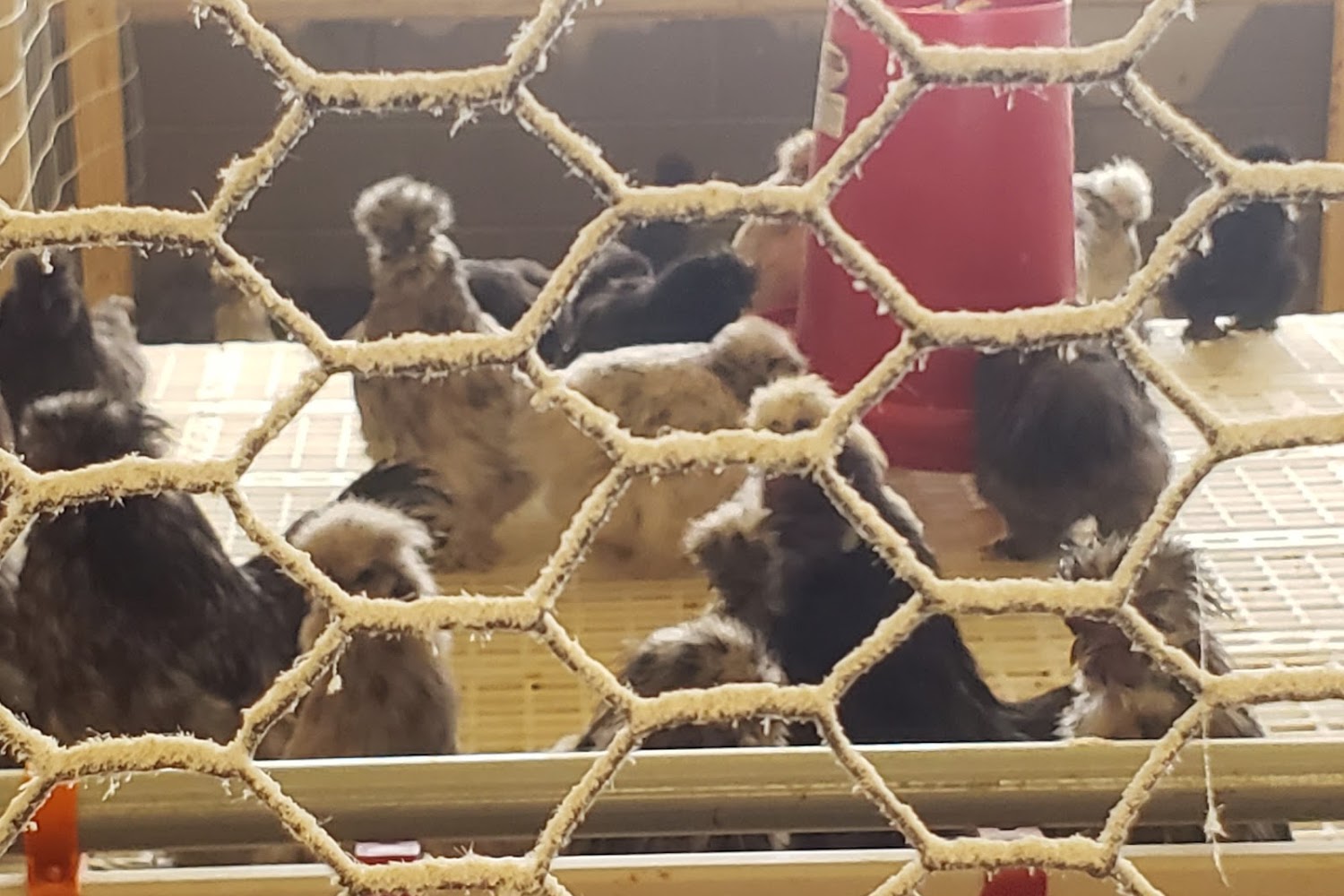 Midwest Animal & Potbellied Pig Association