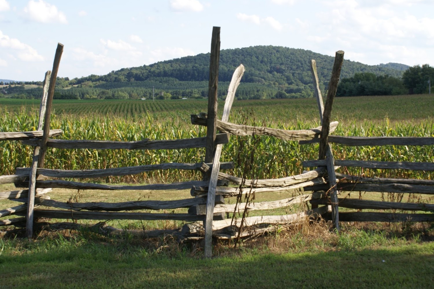 Culpeper County Animal Control