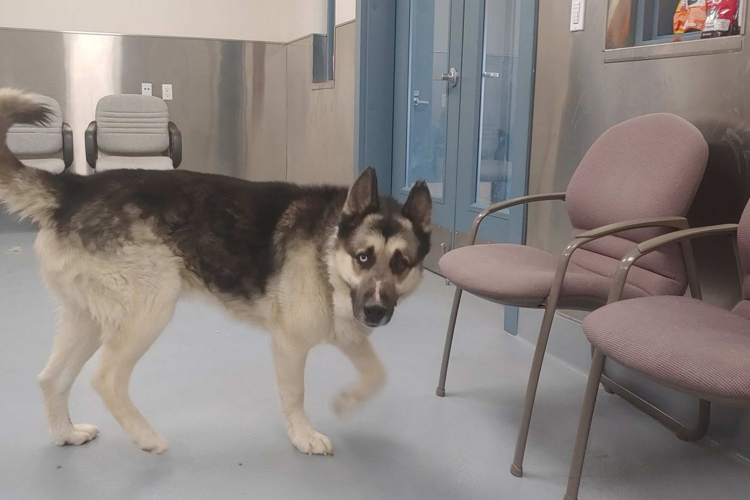 Lyon County Animal Shelter