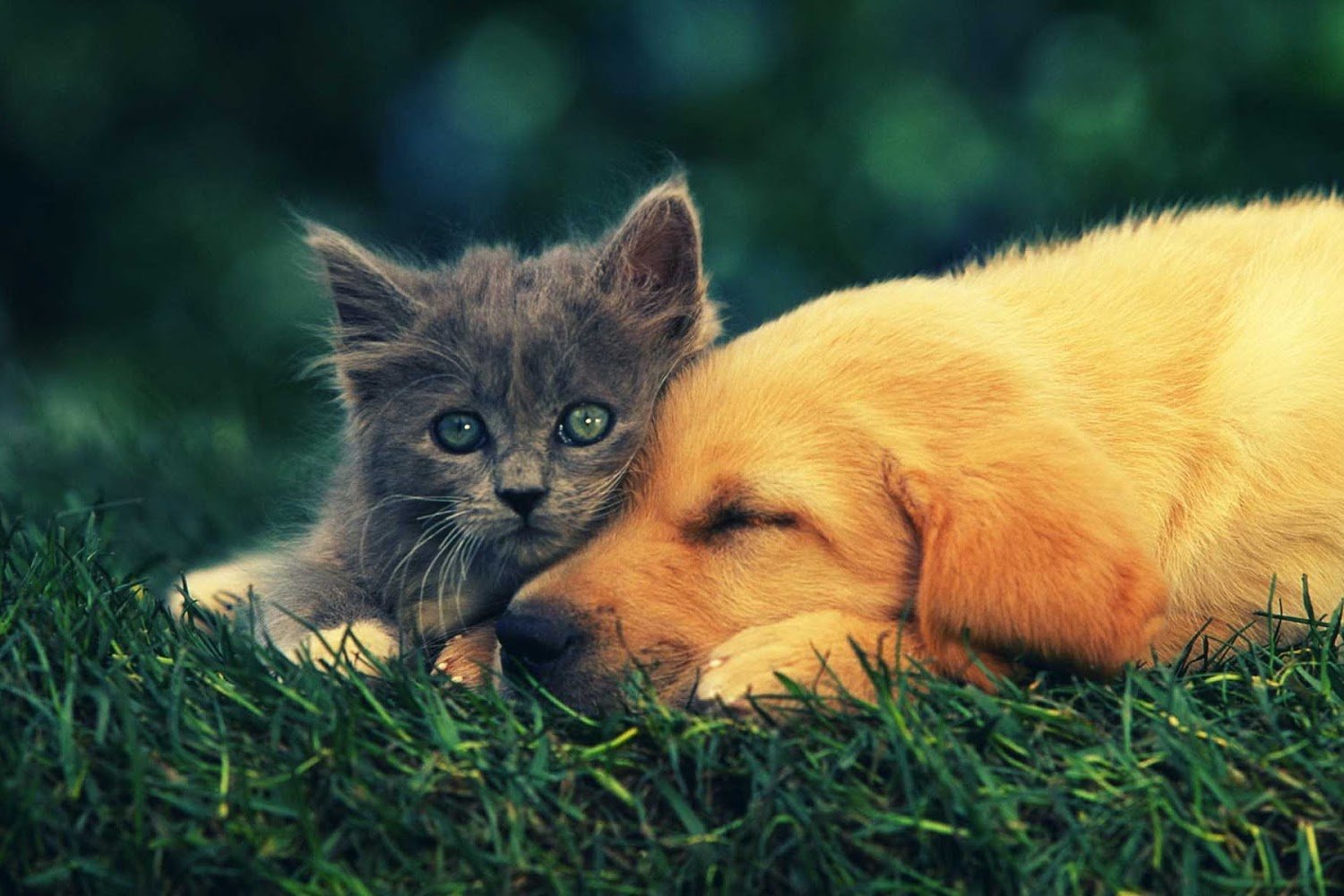 Andalusia Animal Shelter