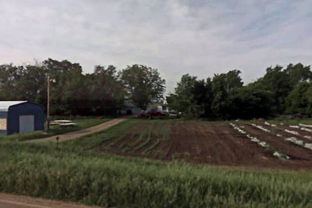 BJ's Great Dane Retreat Breeding Rescue Adoption