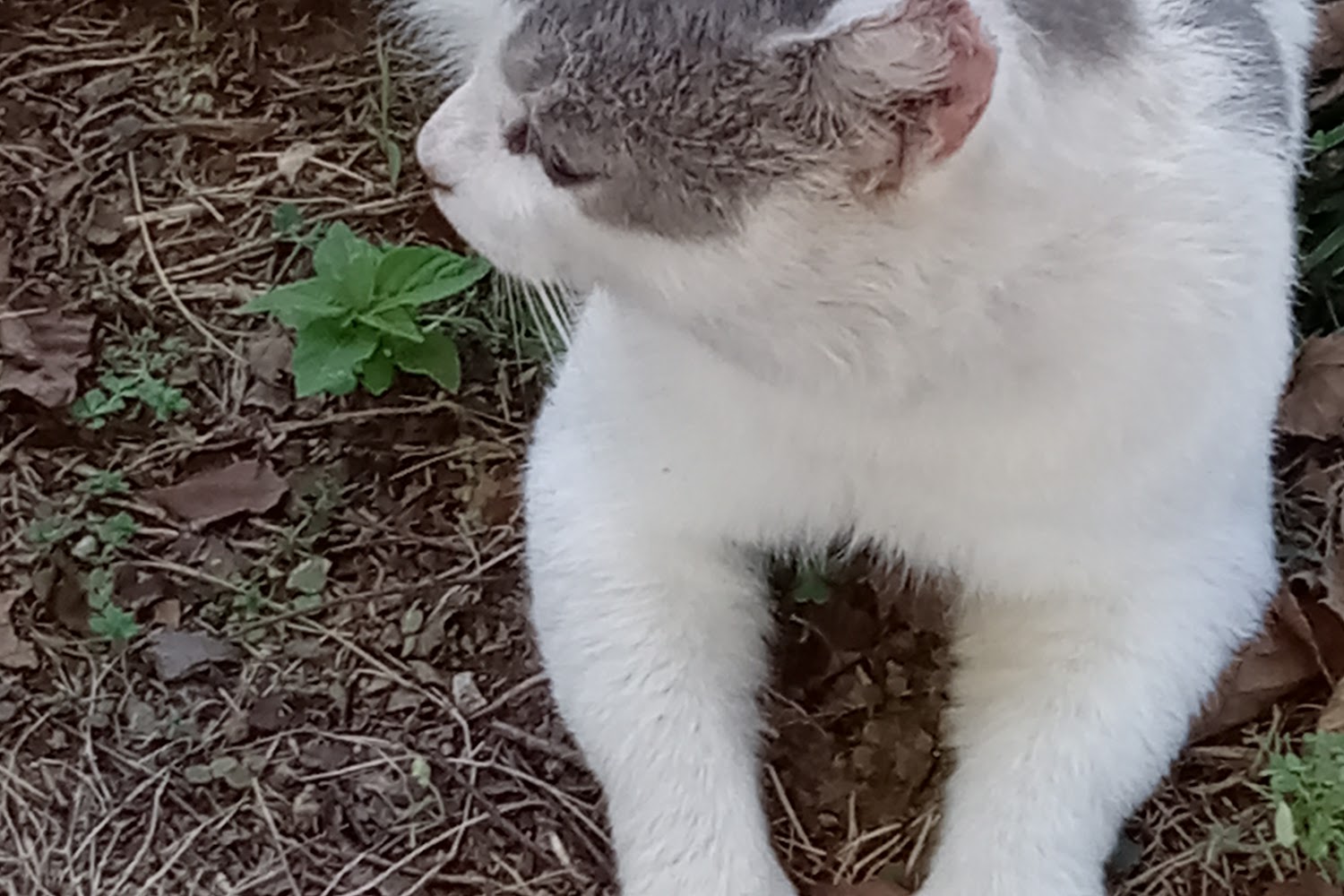 Humane Society Animal Resources of DeKalb