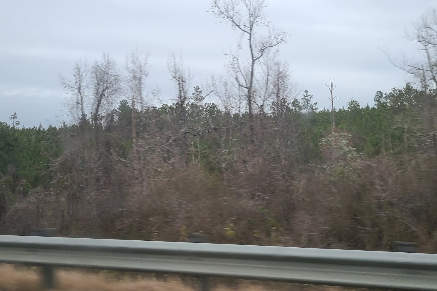 Auburn City Animal Control