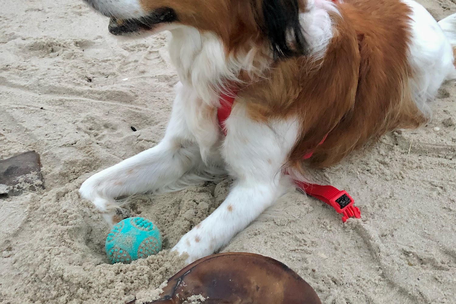 Cape Veterinary Hospital