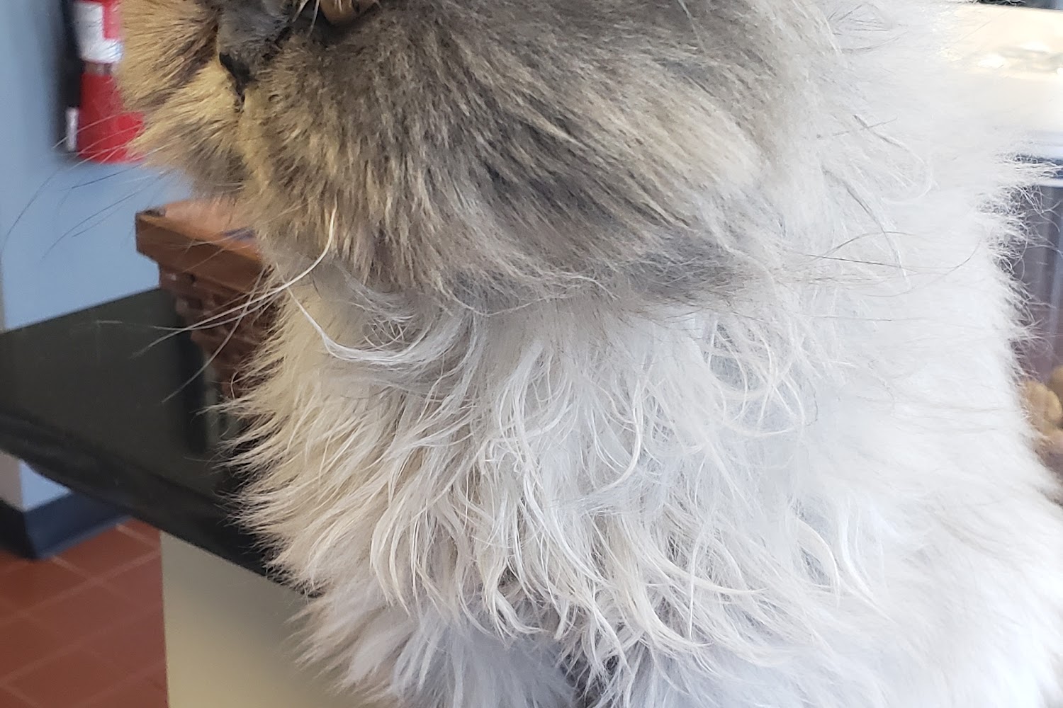 Companion Animal Hospital