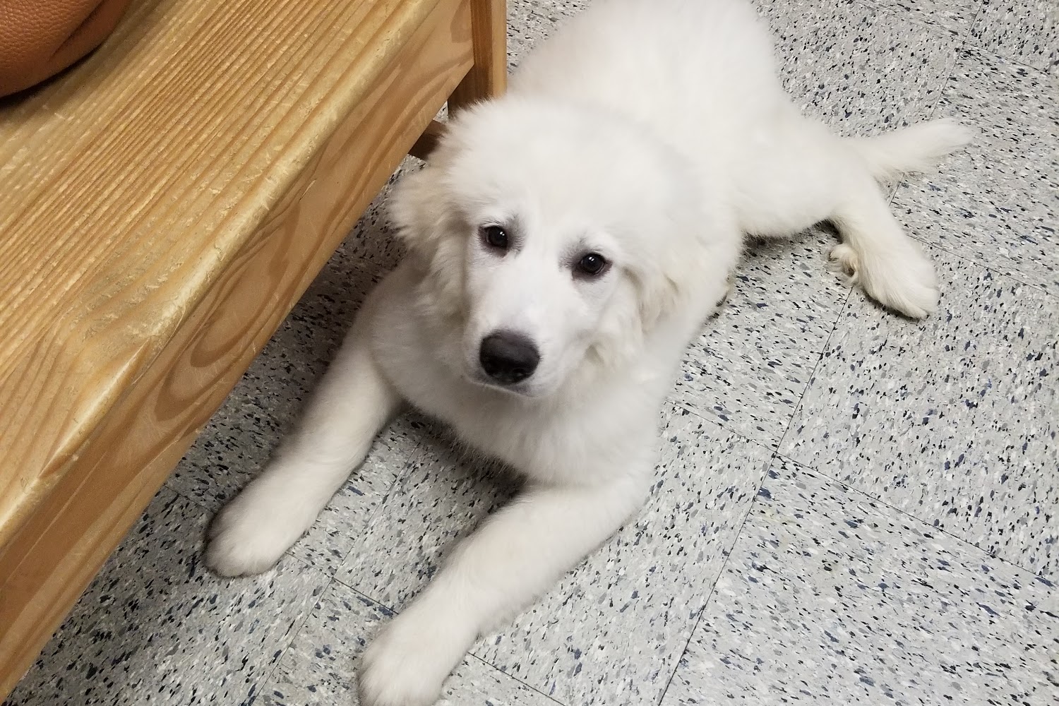 Wantage Veterinary Hospital