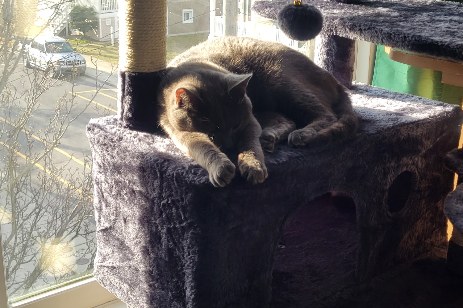 Cape May County Animal Shelter