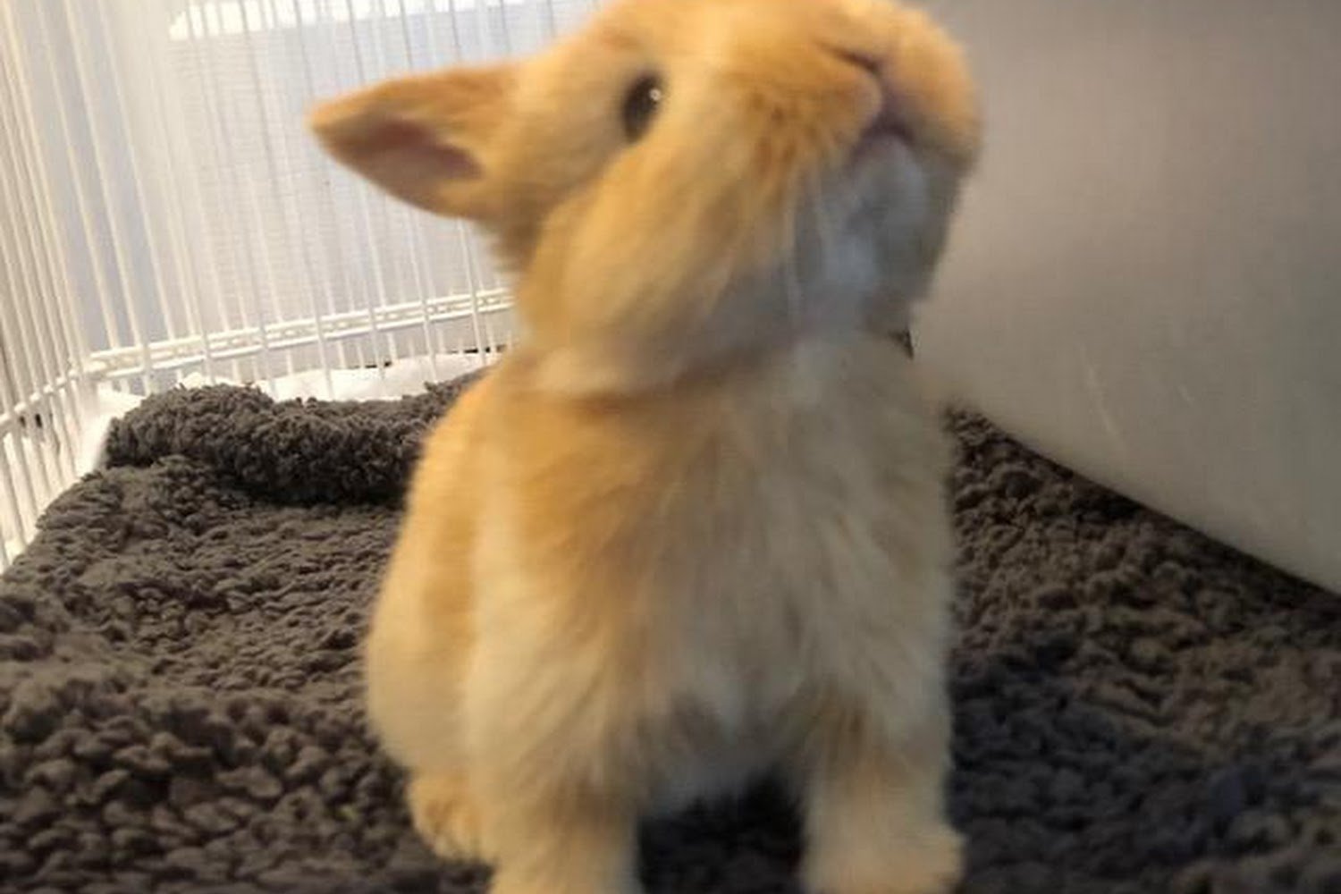 Kind Heart Rescue and Placement