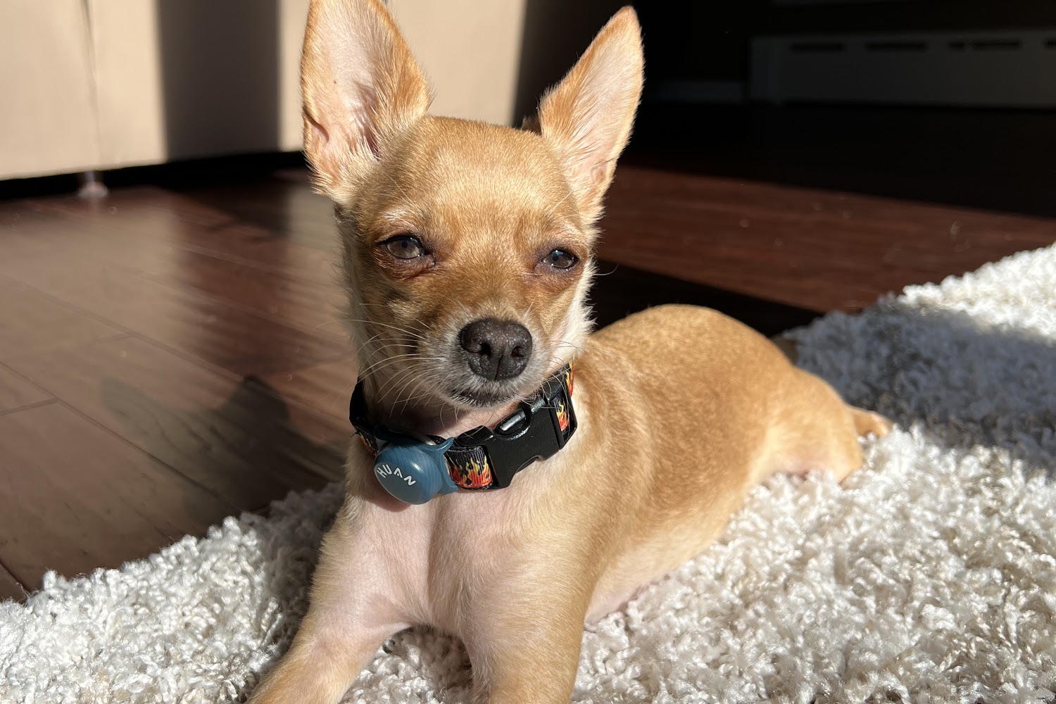 Atlantic County Animal Shelter