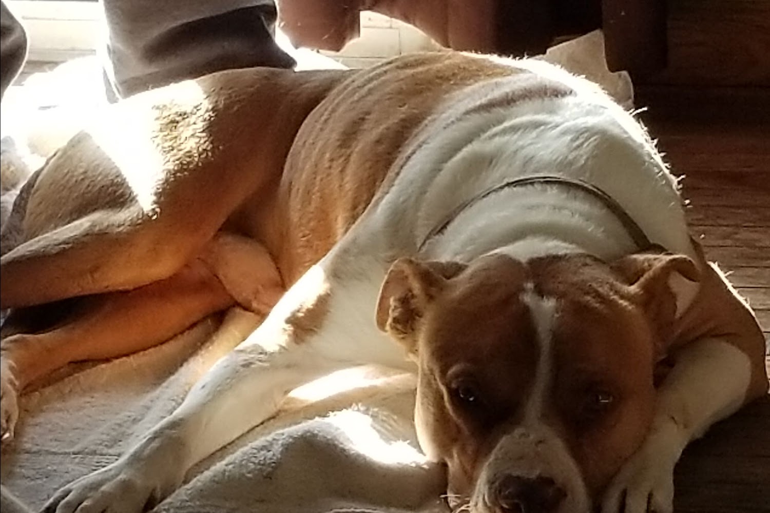 Cologne Animal Hospital