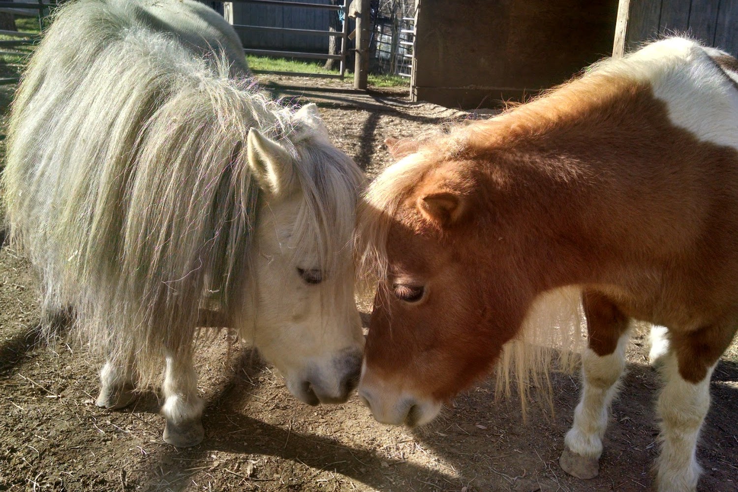 Mylestone Equine Rescue