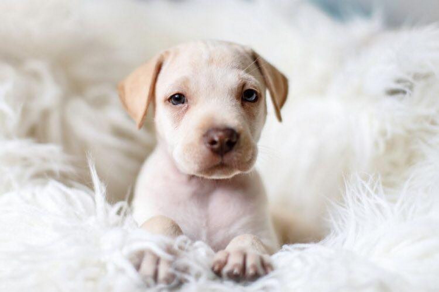 Monmouth County SPCA