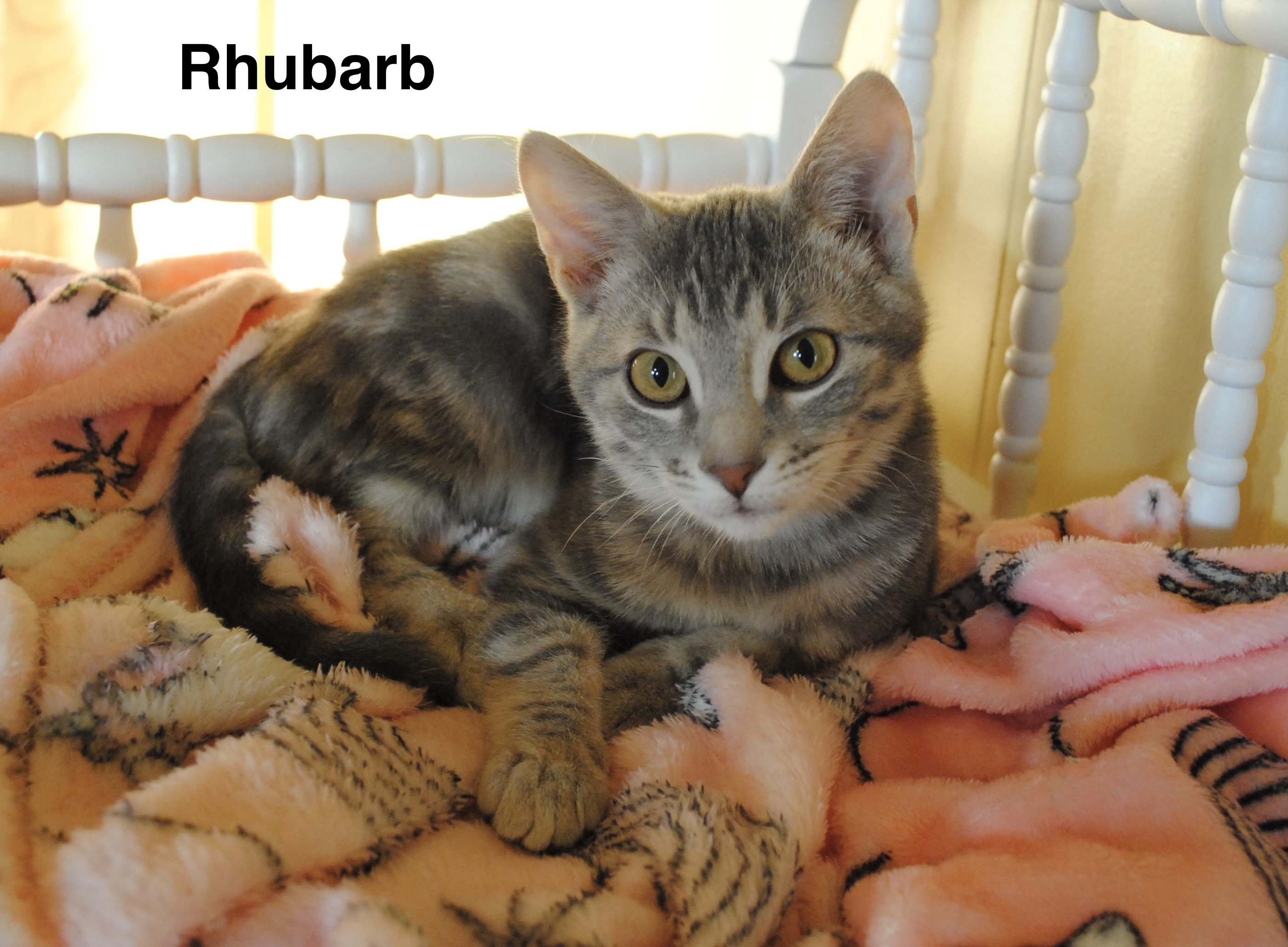 Meriweather & Rhubarb