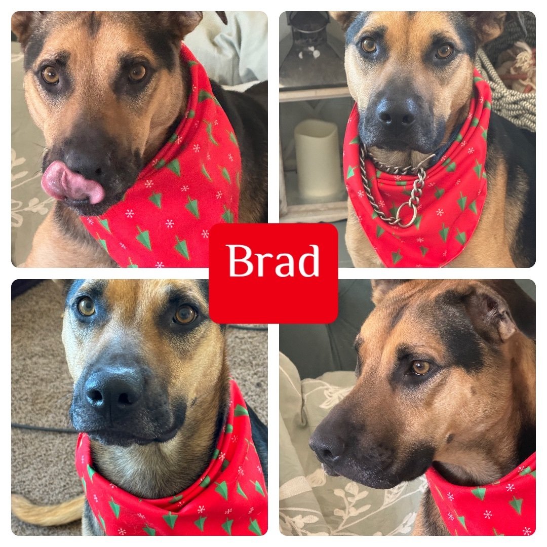 Brad