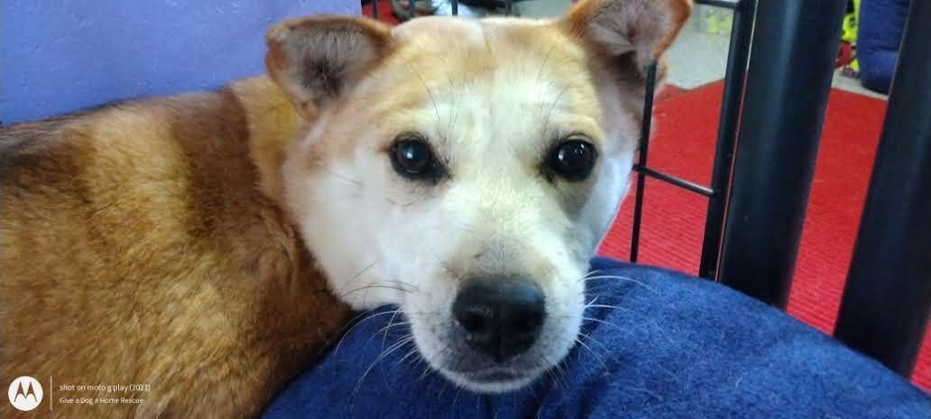 TANIA - South Korean Meat Trade