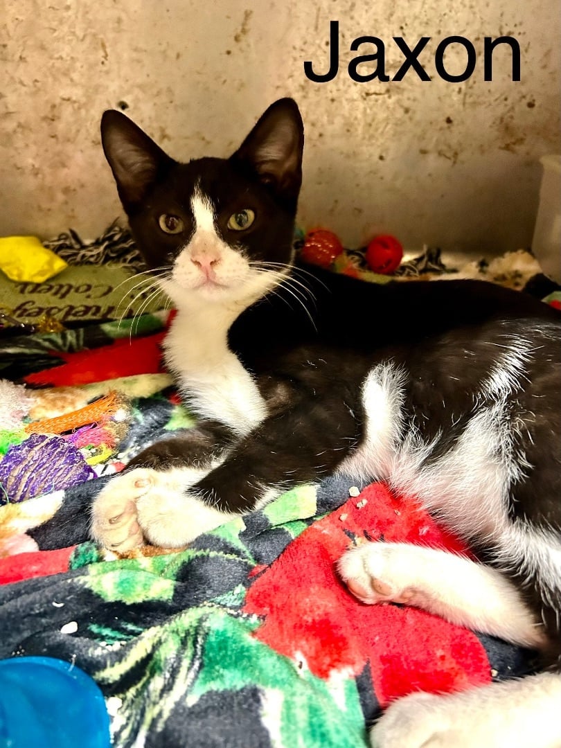 Jenna, Jaxon and Jasper