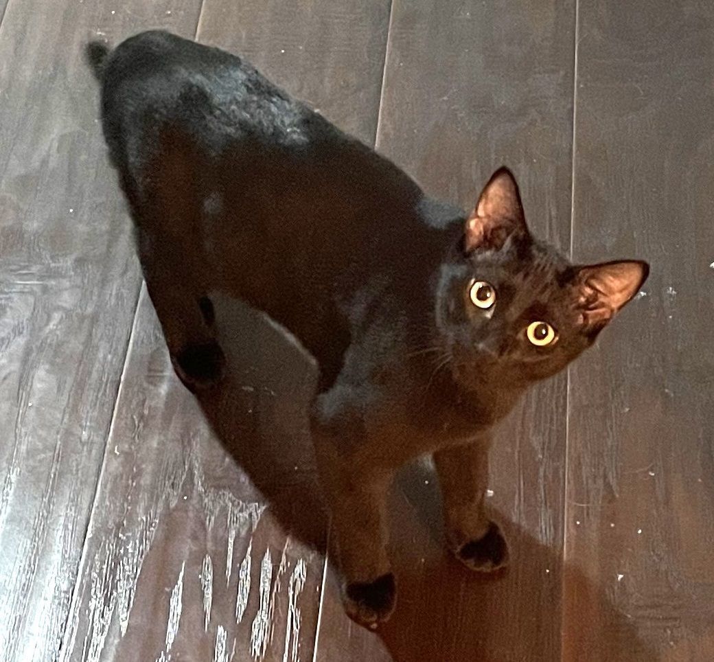 Niles #quadruple-fun-litter