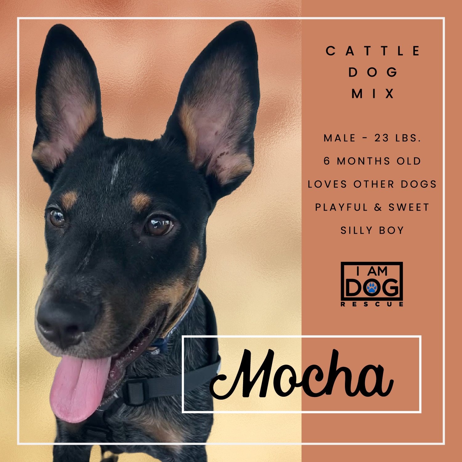 Mocha