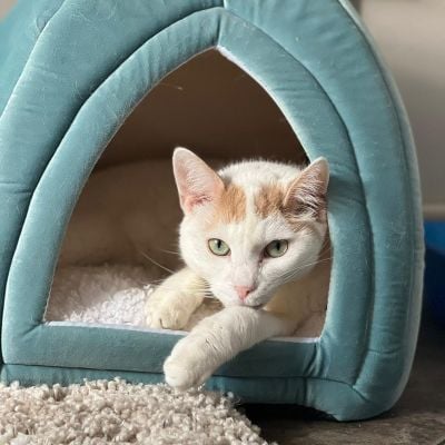 Pumpkin the soulful boy