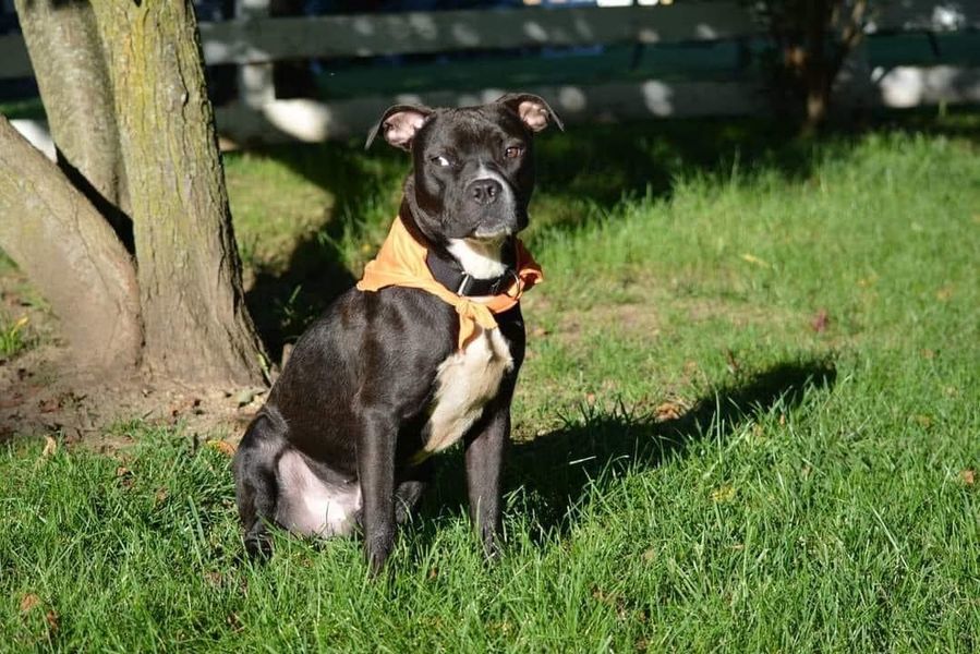 Franz Ferdinand (A158317)