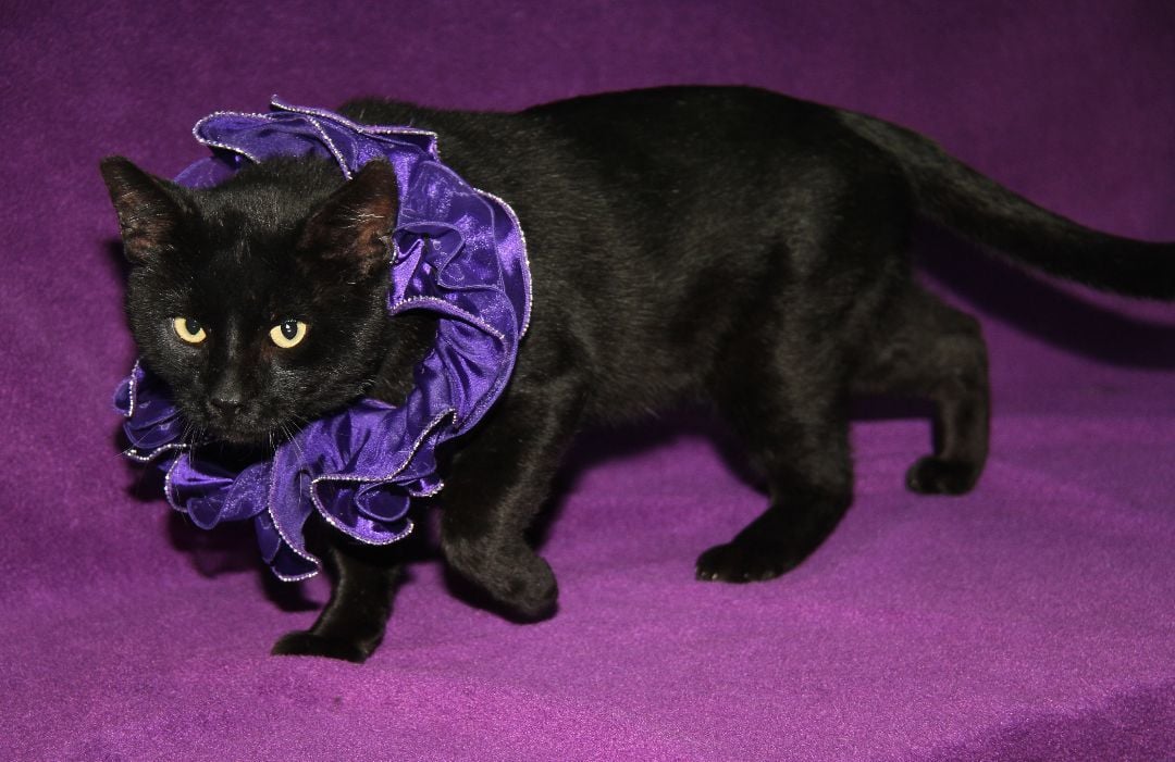 Onyx (Neutered) (In Foster Care) (Photos 10/24/2023)