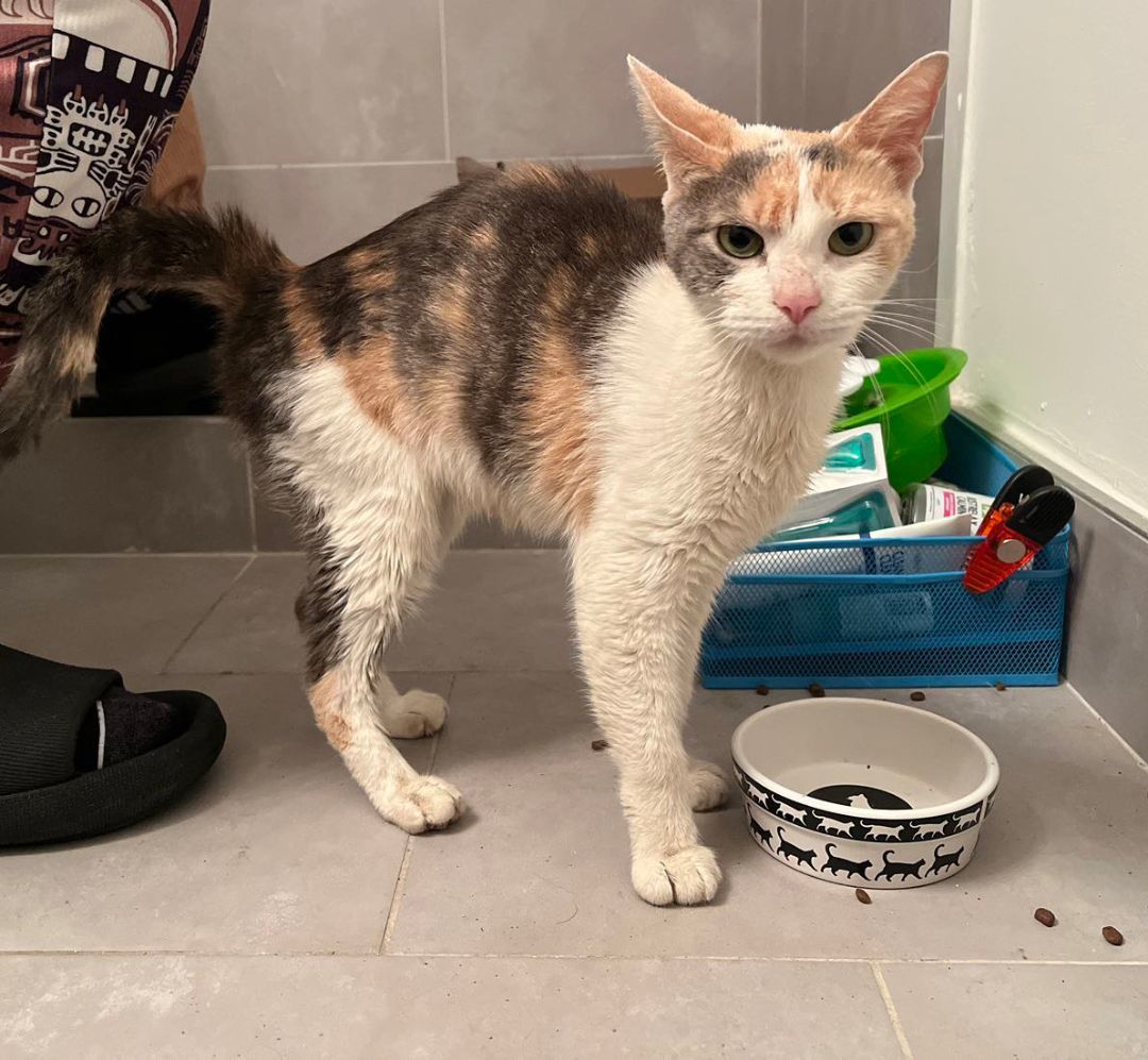 Ishtar Melon (50% off adoption fees)