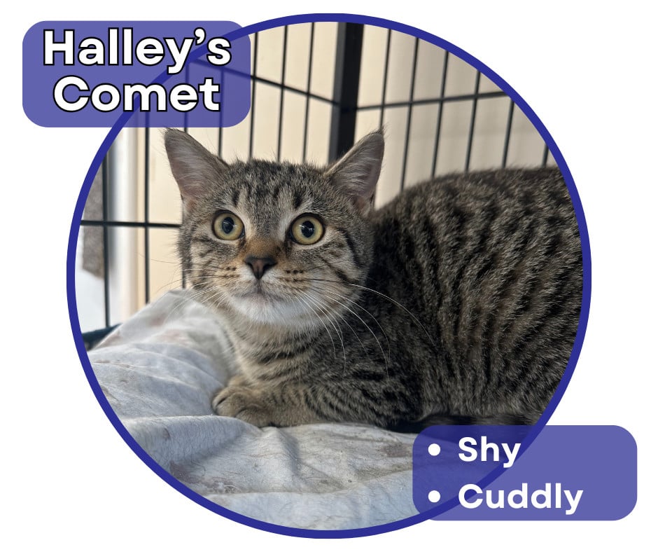Halley's Comet