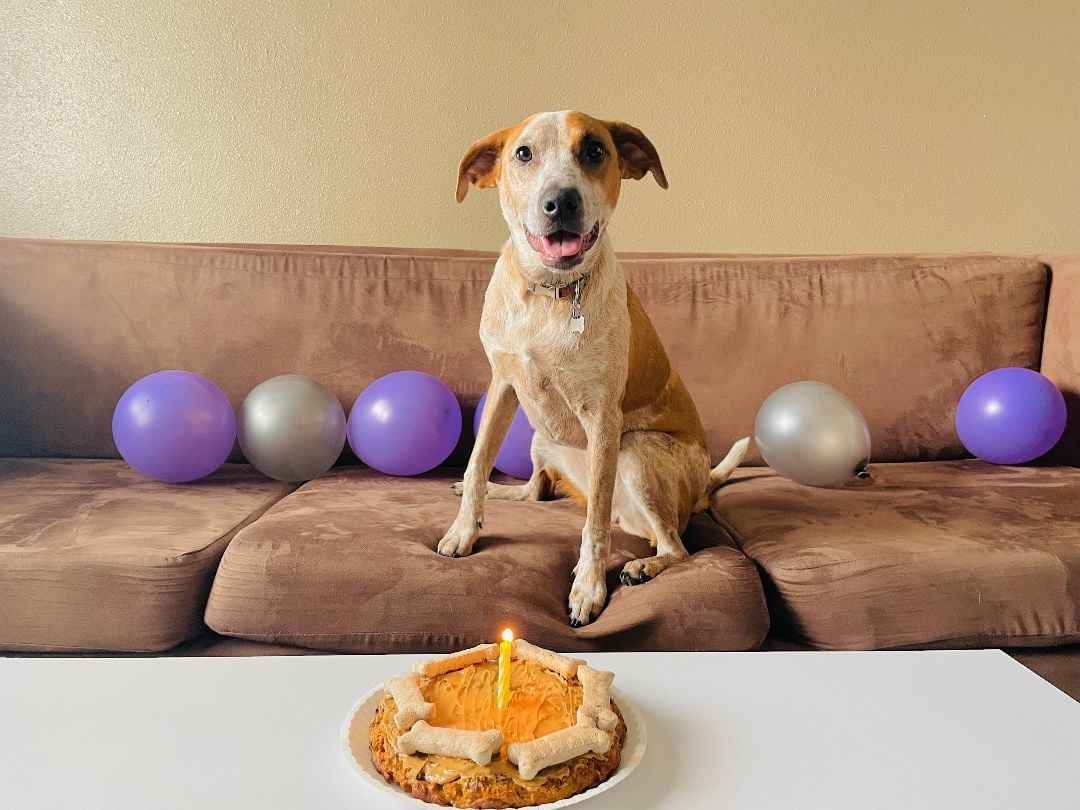 **COURTESY LISTING** Nala