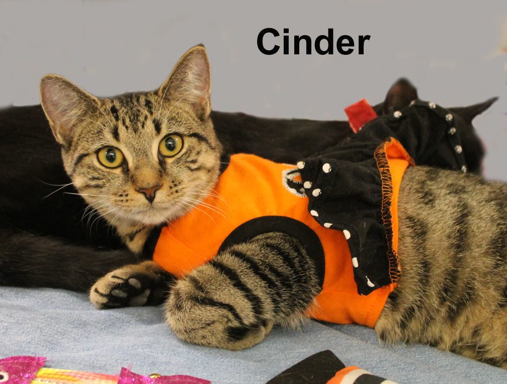 Cinder Gra. (sweet female brown tabby)