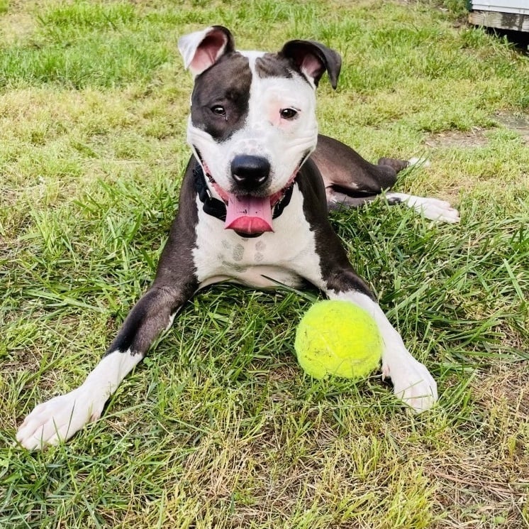 URGENT Maizey Mae Needs Foster/Adopter by SAT 11/11!