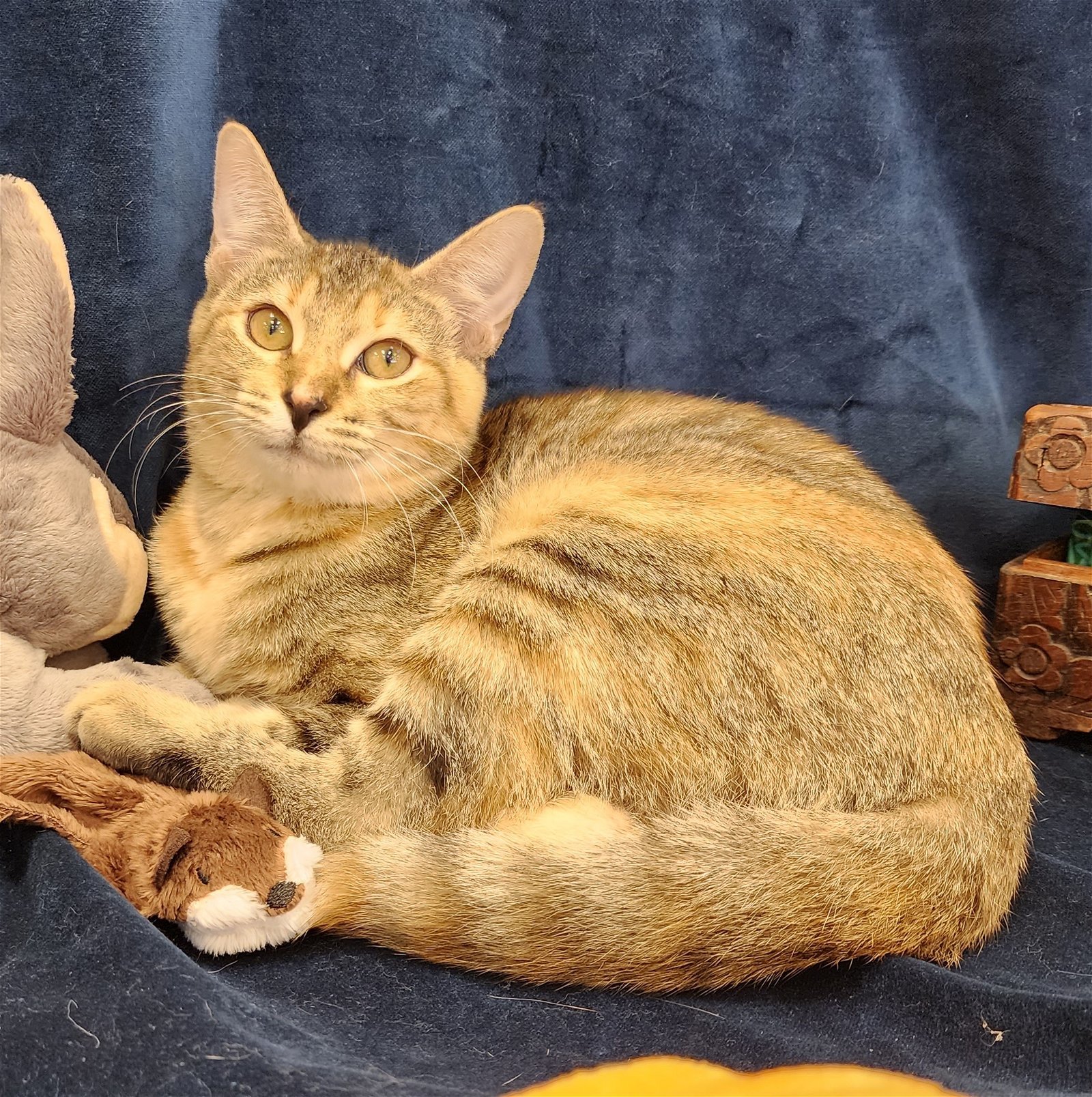 Angel #spring-shower-litter