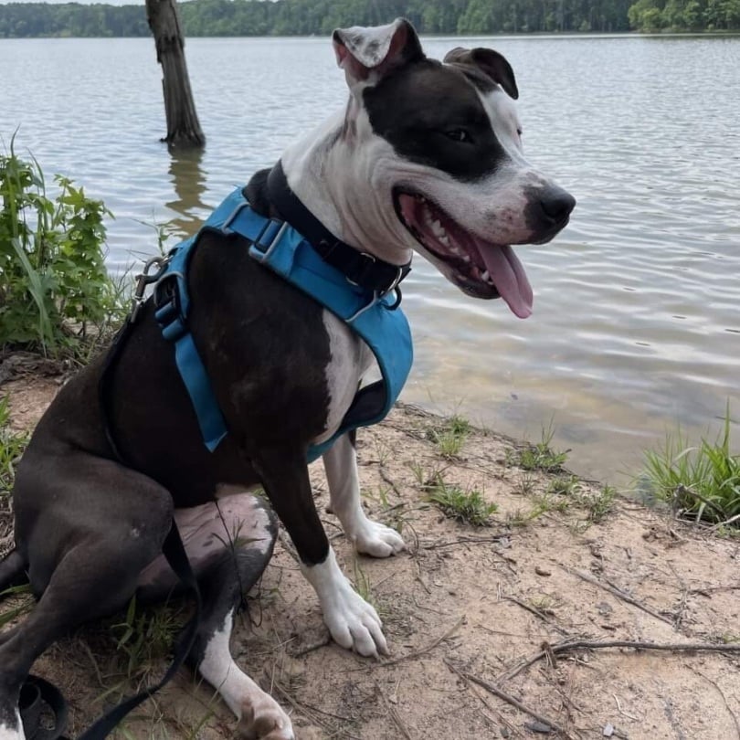 Help - Maizey Needs Foster/Adopter by SAT 11/11!