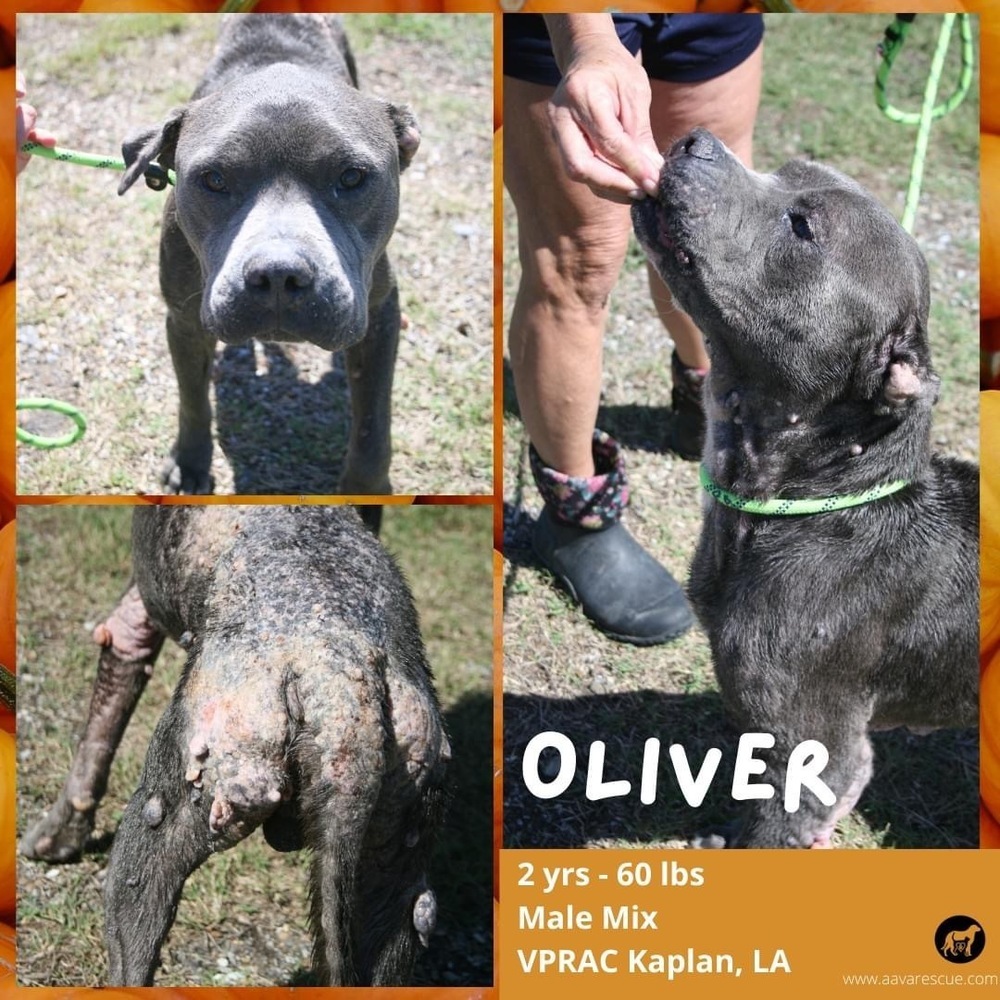Oliver