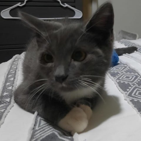 Georgie feralwild231108490