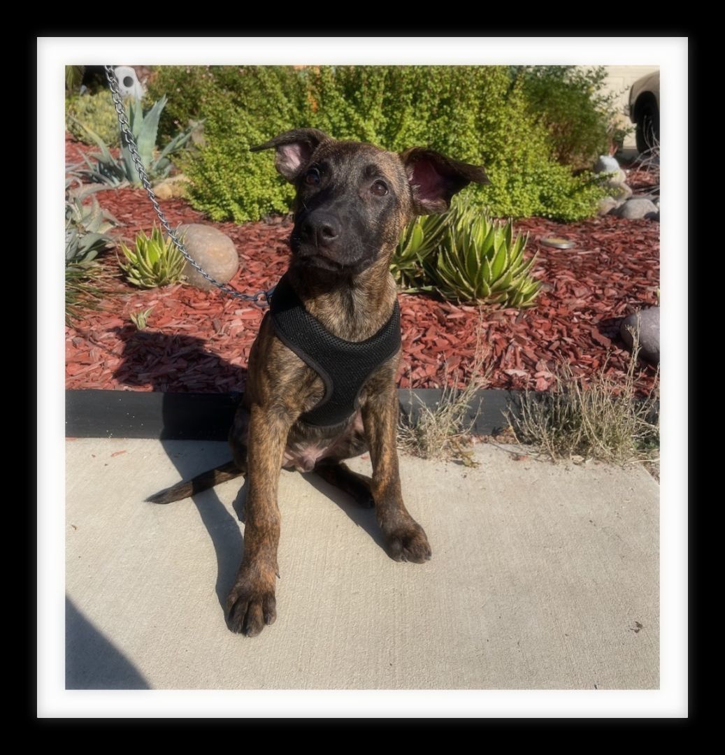 DIESEL( Please submit an application @ southernstaranimalrescue.org)