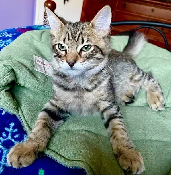 Levi - Kuykendahl Petsmart