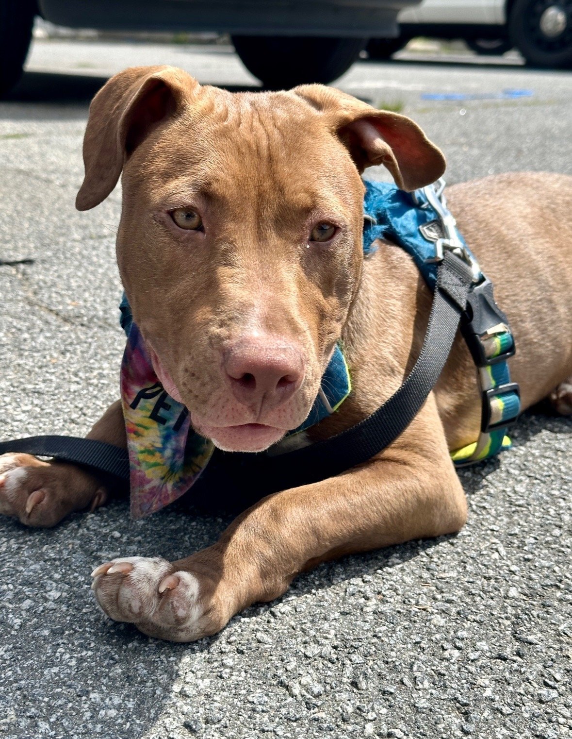 Baby (fka Baby Shark)